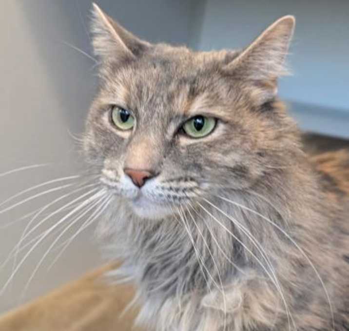 Photo of Sweetie Pie