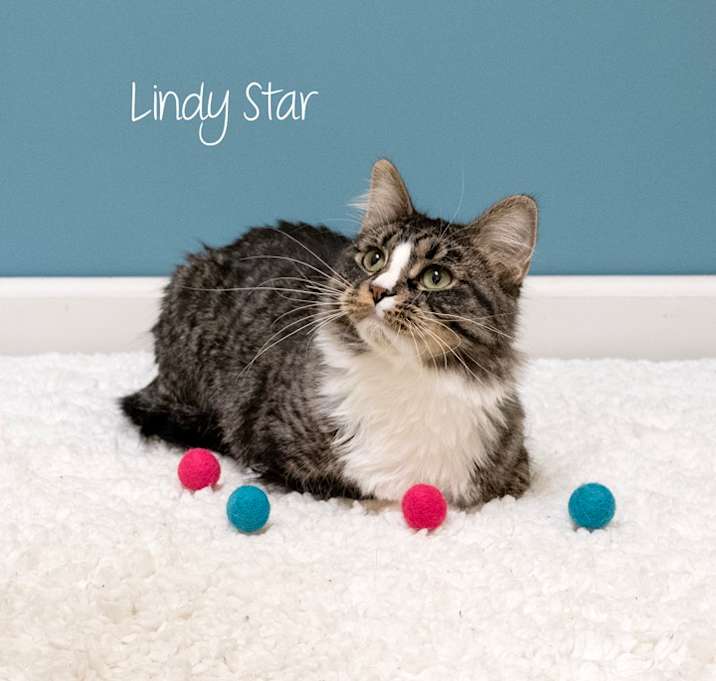 Photo of Lindy Star