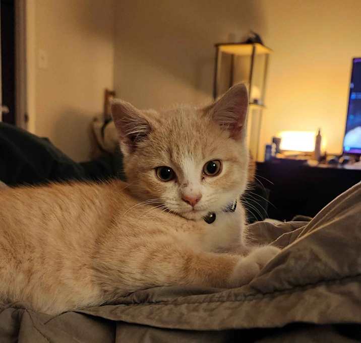 Photo of Marmalade