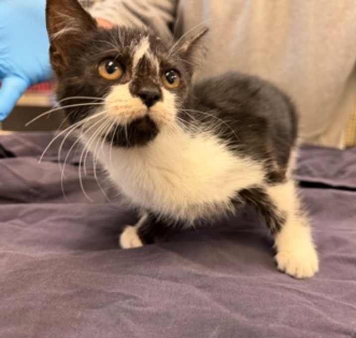 Photo of Salsa Con Queso