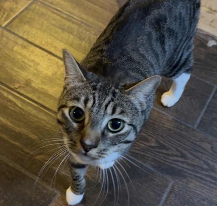 Photo of Tommy Twosocks