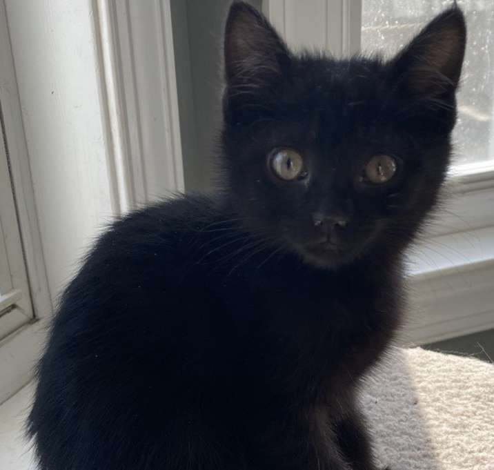 Photo of Baba Black Sheep