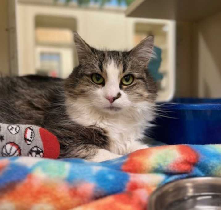 Photo of Gidget~25/26-0222