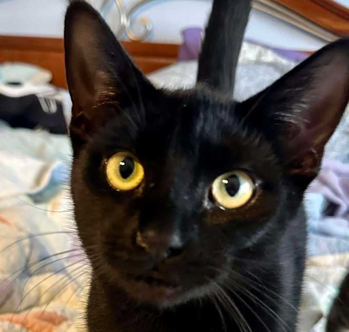 Photo of Beetlejuice