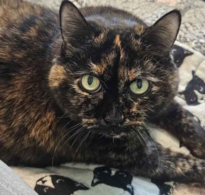 Photo of Cheyenne~25/26-0173a