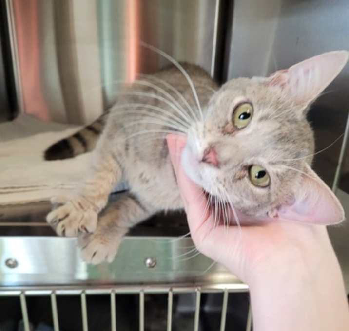 Photo of Tater Taylor