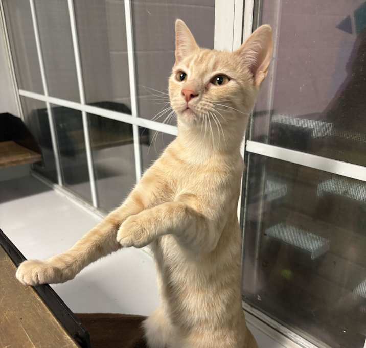 Photo of Antique Sewing Box