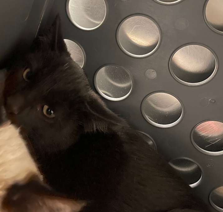 Photo of Spicy Tuna Roll