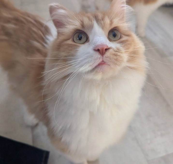 Photo of Biscuit -- Bonded Buddy With Gravy