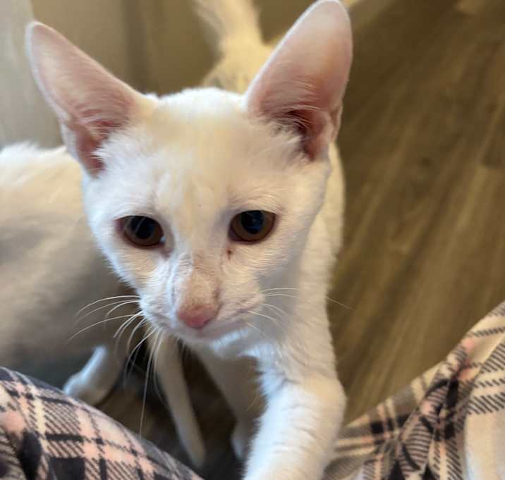 Photo of Casper -Westmere Kitten 1