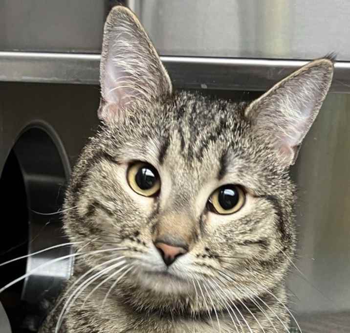 Photo of Cattitude Cat: Rigel