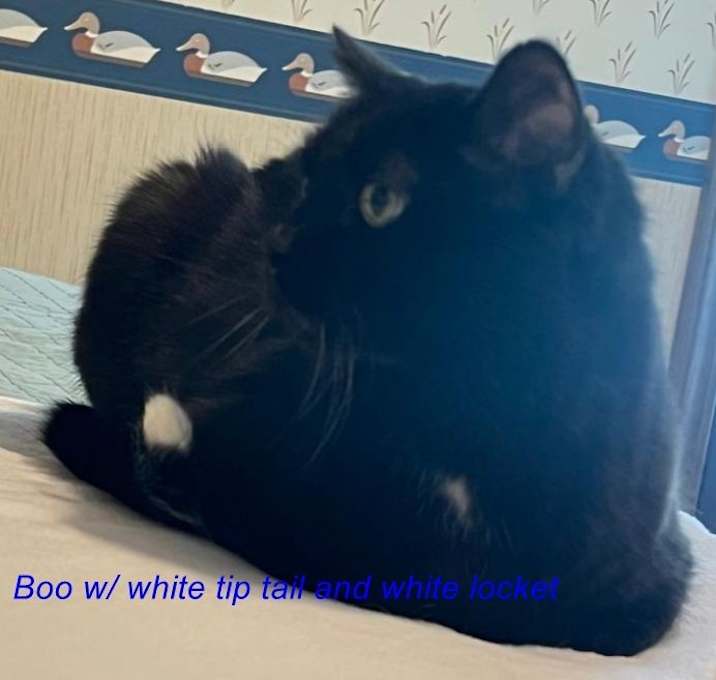 Photo of Boo