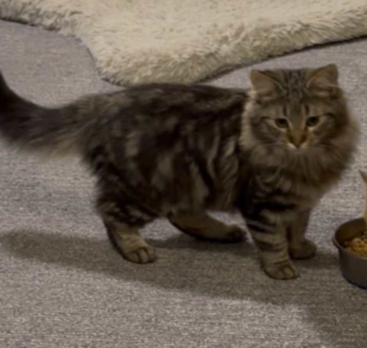 Photo of Kaleidoscope - purple collar