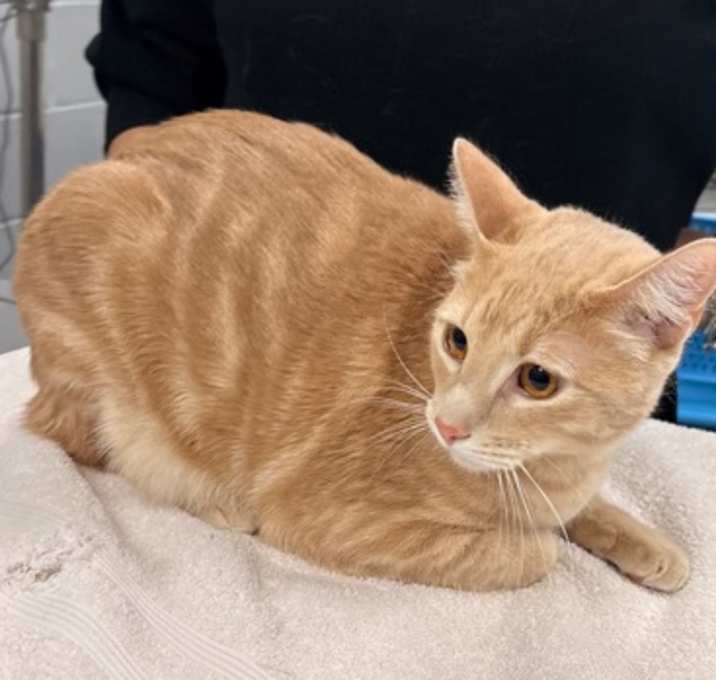 Photo of Nugget-9304