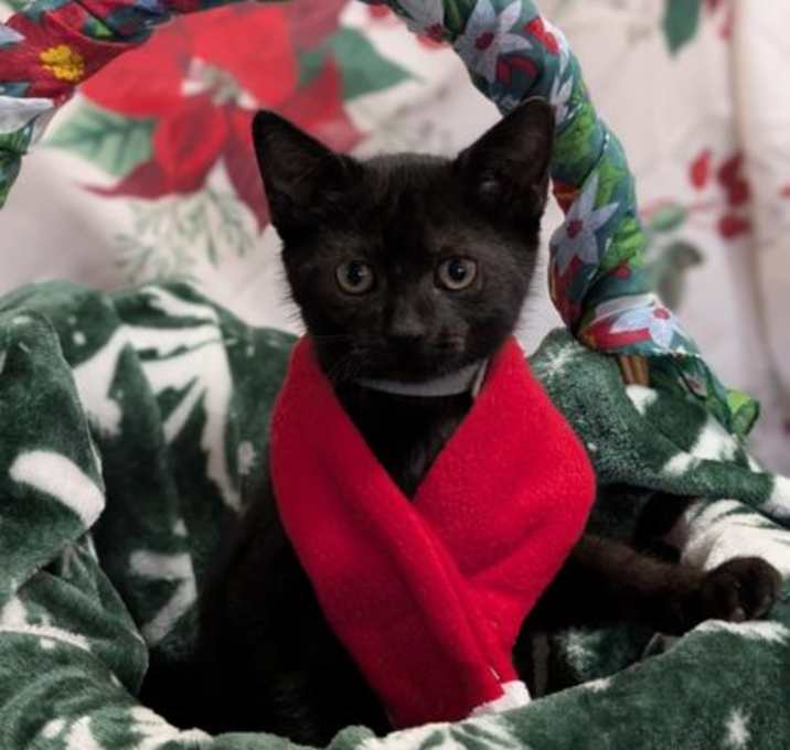 Photo of Dasher (blue-gray)