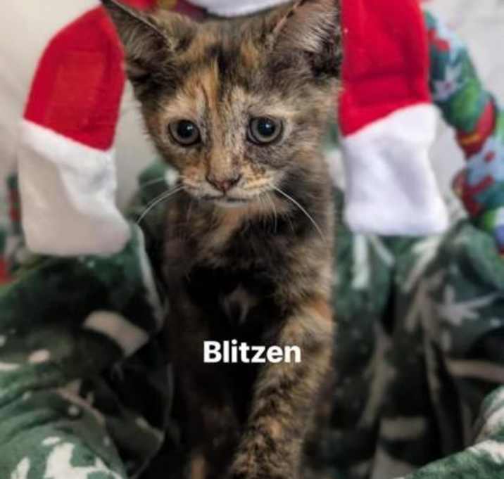 Photo of Blitzen