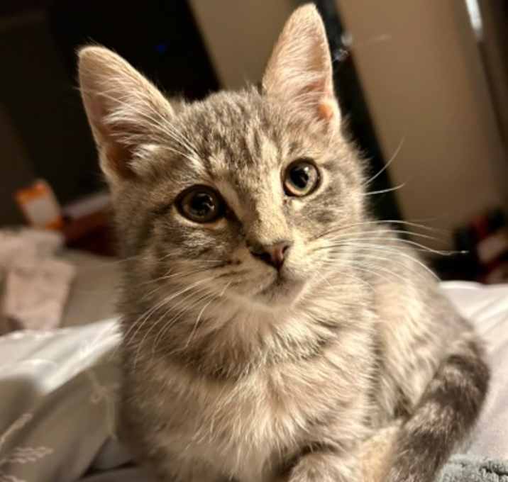 Photo of Leilani (pre adopt)