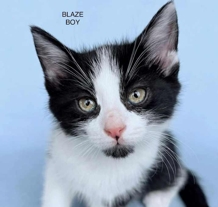 Photo of Blaze