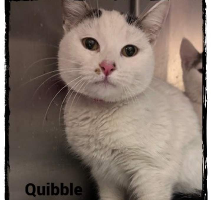 Photo of QUIBBLE