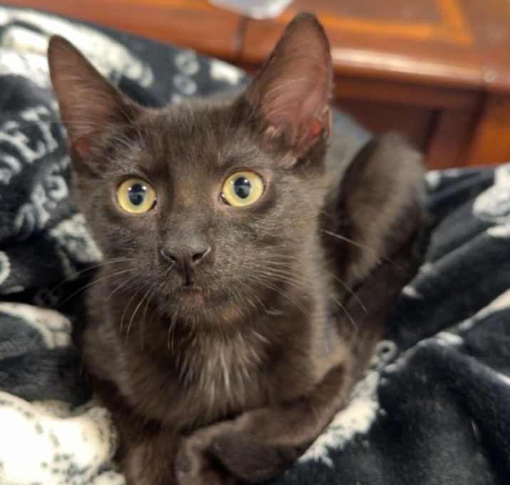 Photo of Pixie Bonded with Willow