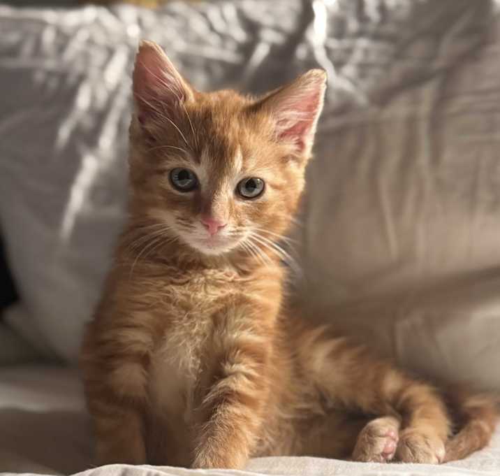 Photo of Snickerdoodle