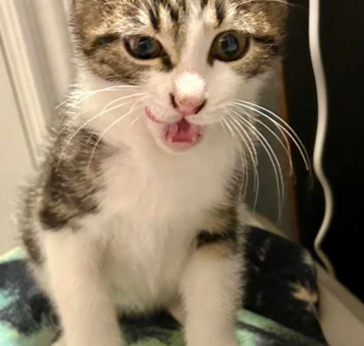 Photo of Binxy (pre adopt)