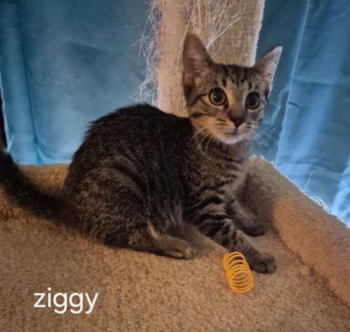 Photo of Ziggy the Purr Machine