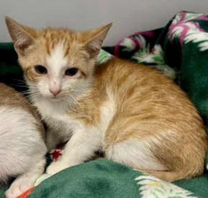 Photo of Nerelle (bonded w/ Nollan)