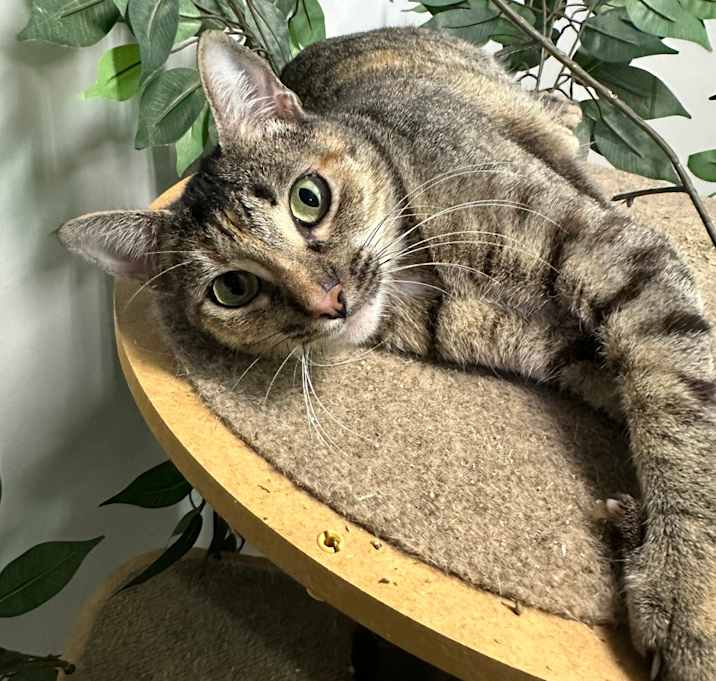 Photo of Roxie Roxanne