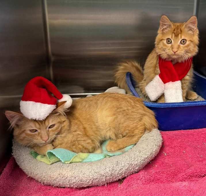 Photo of Velma - bonded with Daphne