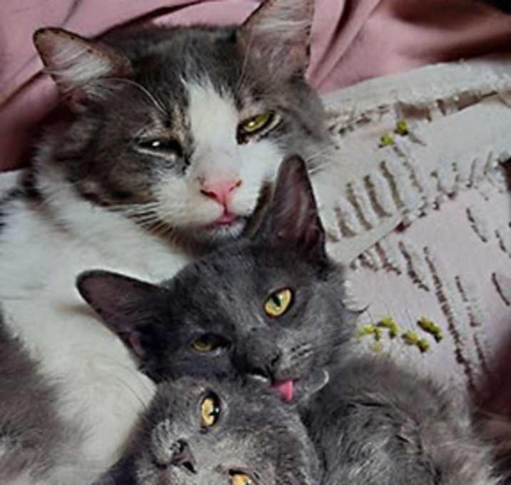 Photo of Many kittens