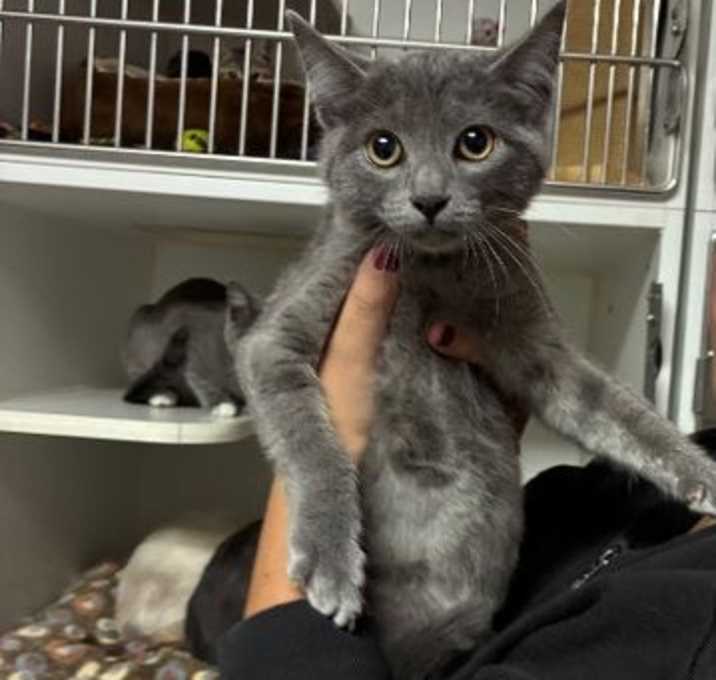 Photo of Million-JELP-Stray-4011