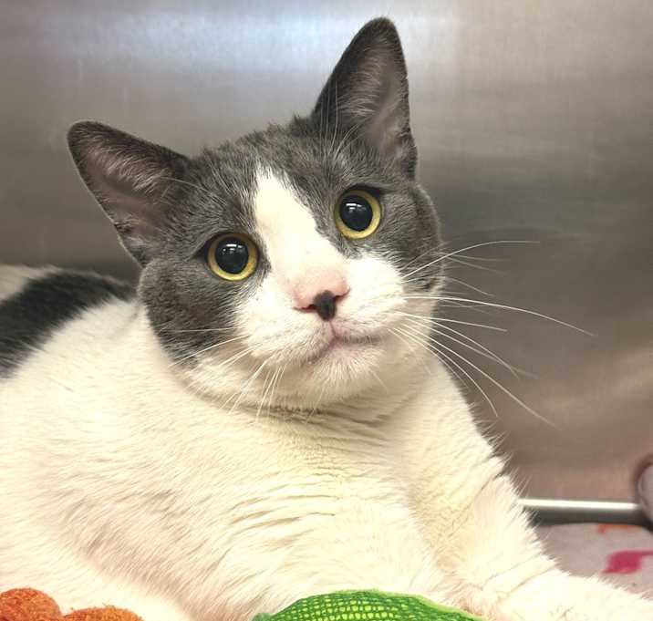 Photo of Bubble Buddy