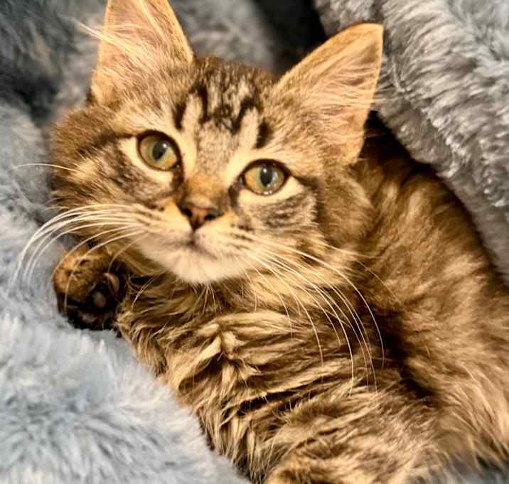 Photo of Charlotte II