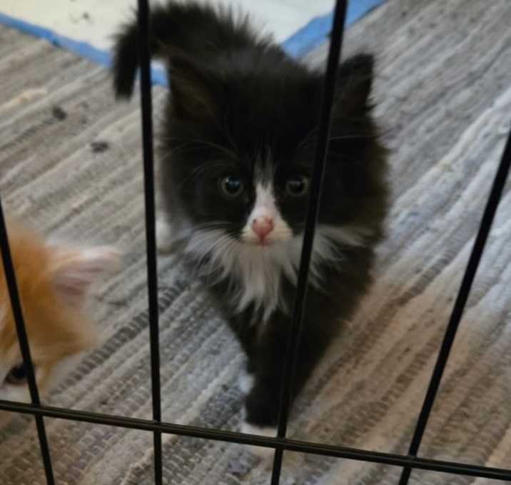 Photo of Aflac (Mayhem)