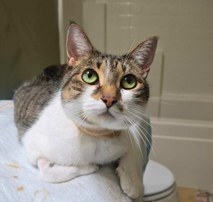 Photo of Mello Yello