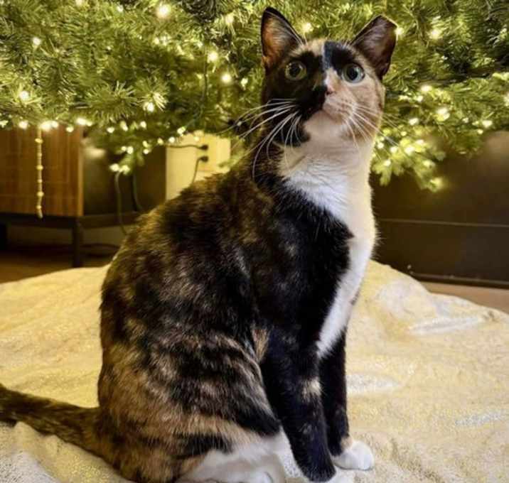 Photo of Piperlynn Peppermint