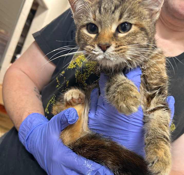 Photo of Butterscotch