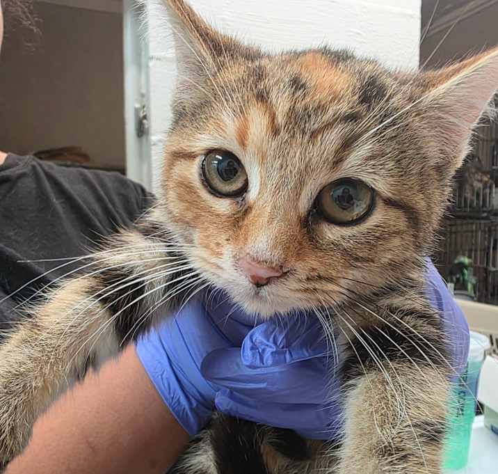 Photo of Strawberry Shortcake 