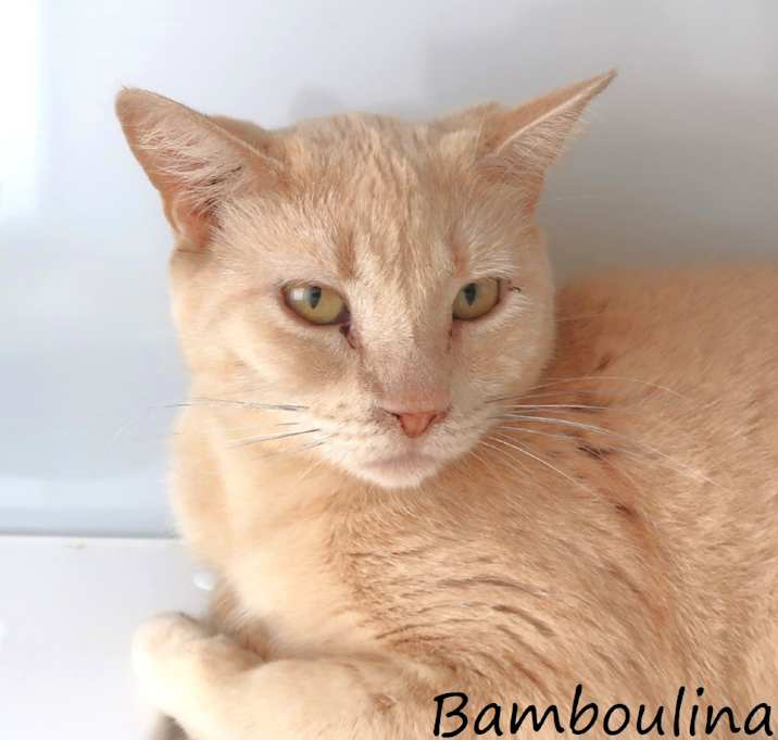 Photo of Bamboulina 