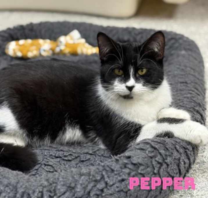 Photo of Pepper