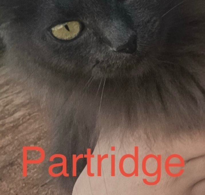 Photo of Partridge 25