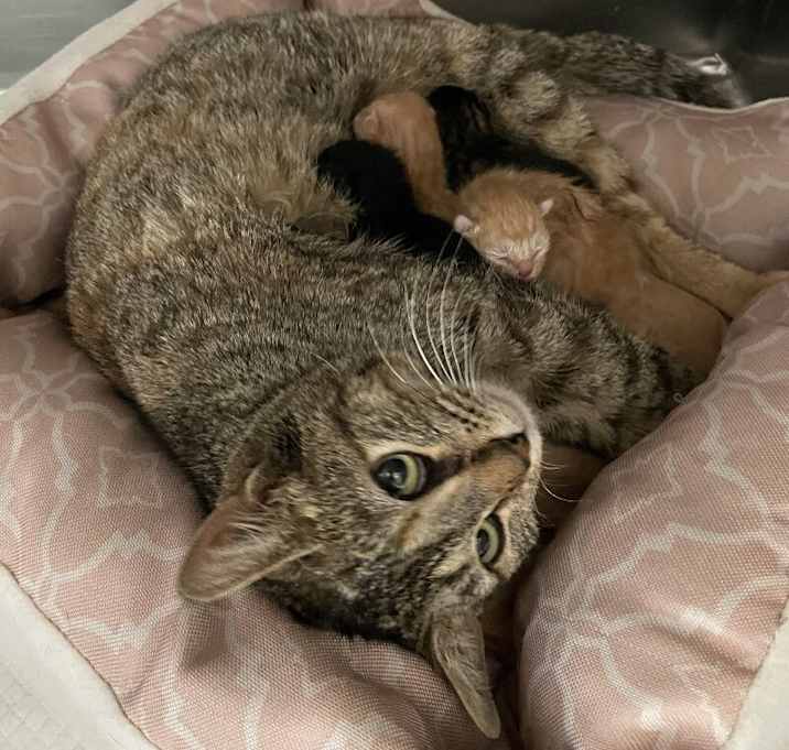 Photo of 042431 - Roxy