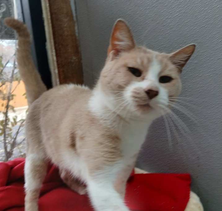 Photo of Crook Shanks (FeLV+)