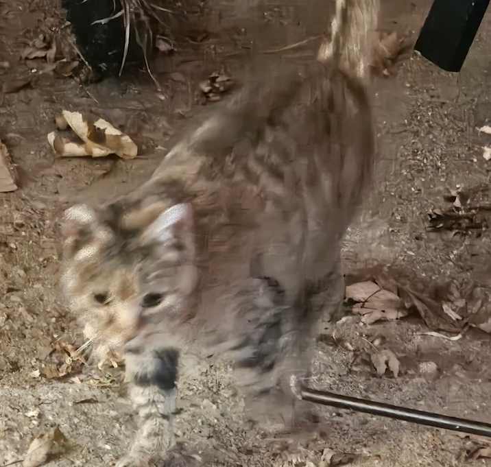 Photo of Momma Kitty