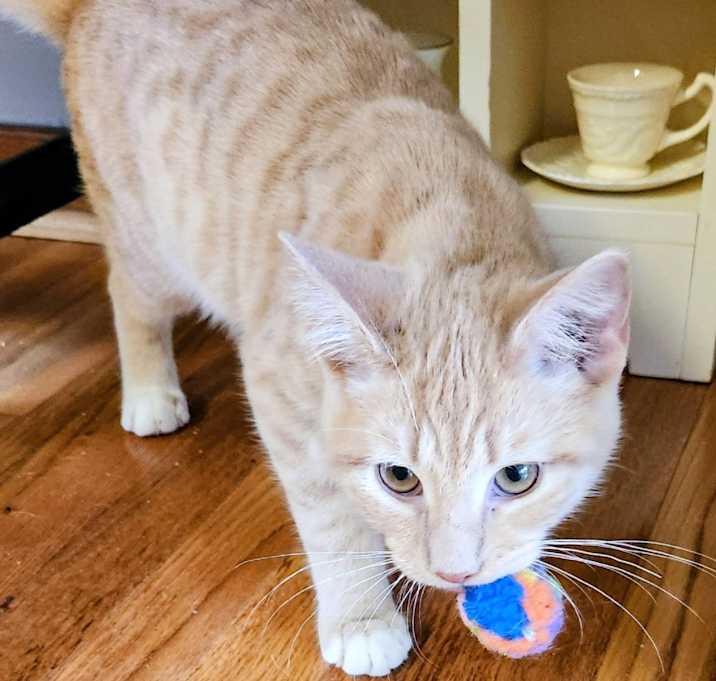 Photo of Graham in Midlothian, VA