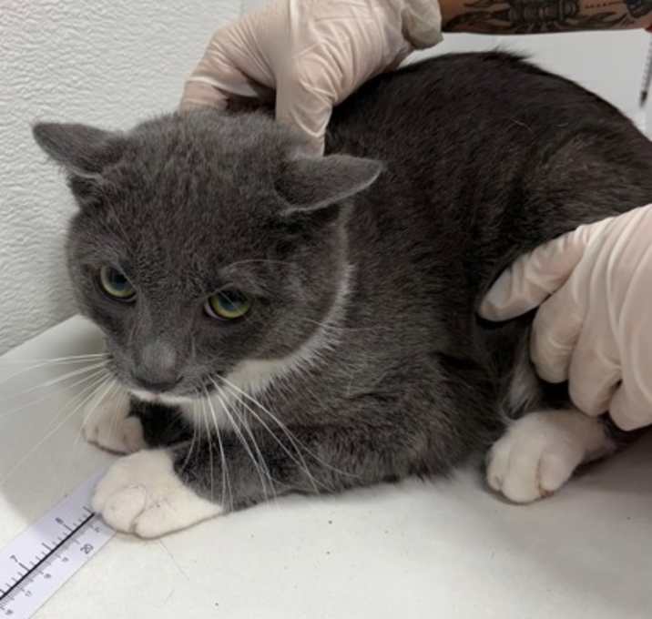 Photo of Swiper FKA Arthur