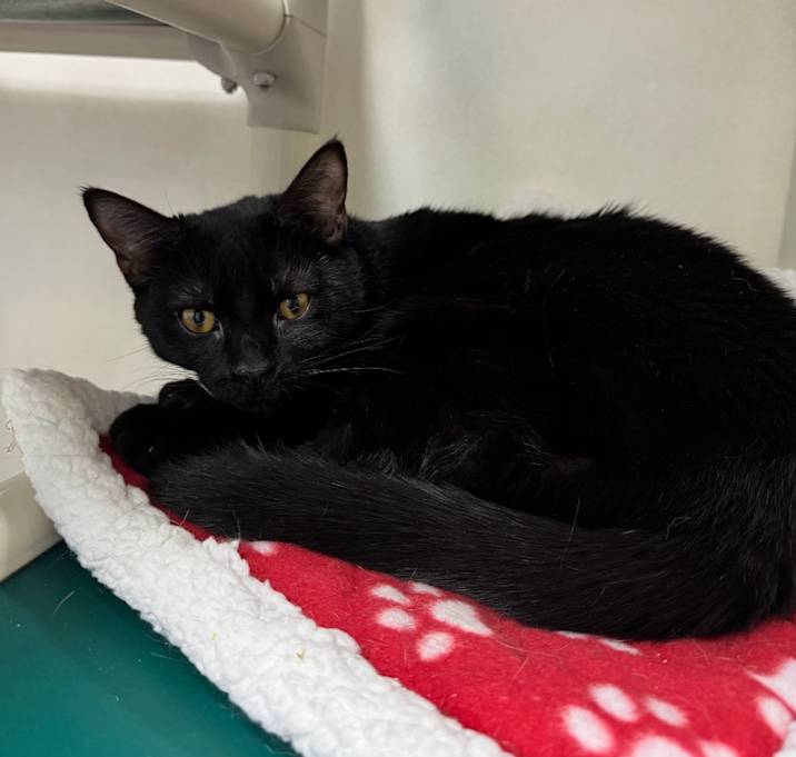 Photo of Whoopi 27710