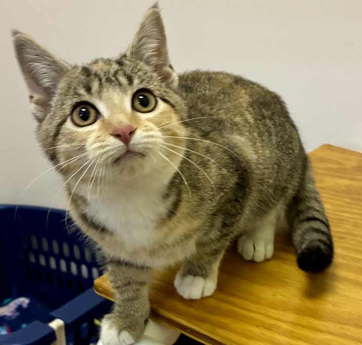 Photo of GINGERBREAD