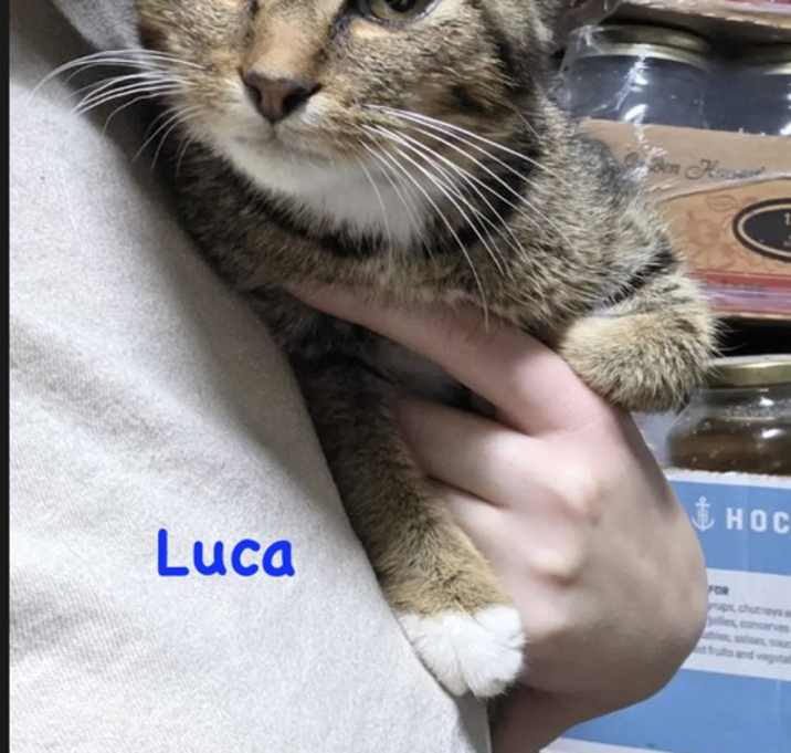 Photo of Luca